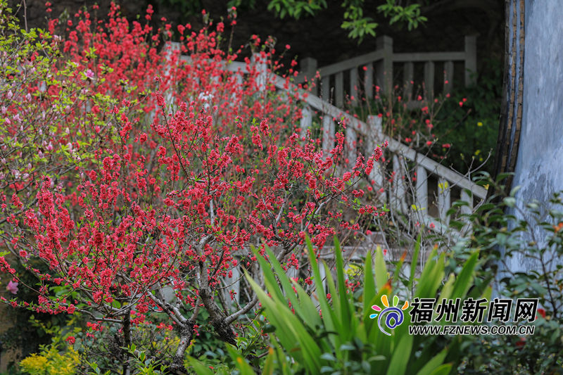 把滿山紅遍！烏山公園桃花朵朵開