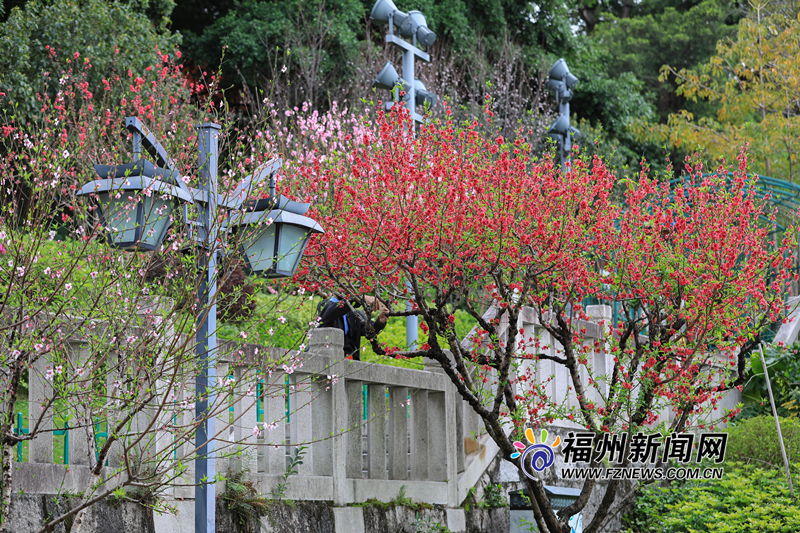 把滿山紅遍！烏山公園桃花朵朵開