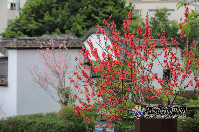 把滿山紅遍！烏山公園桃花朵朵開