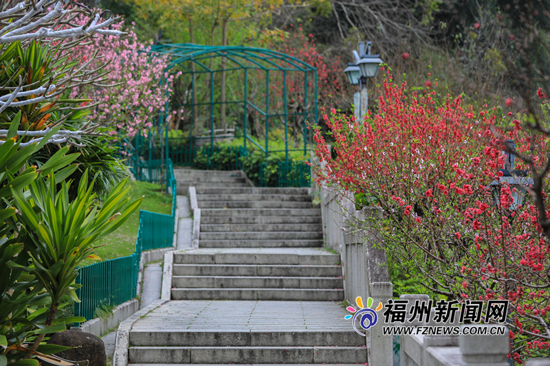 把滿山紅遍！烏山公園桃花朵朵開