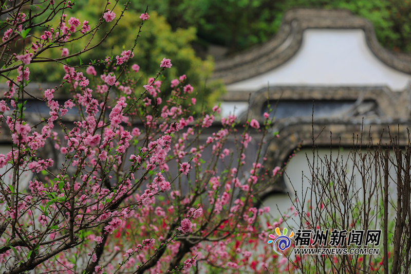 把滿山紅遍！烏山公園桃花朵朵開