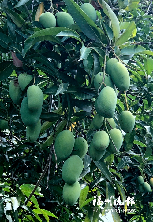 三坊七巷百年果樹鮮果待嘗 首屆坊巷水果節(jié)等你來